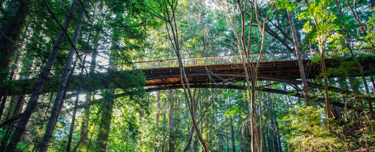 Image of a bridge on the UCSC campus surrounded by trees